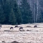 Affittacamere Jagodowy Ski&spa Z Widokiem Na Gory,podgrzewany Basen Zewnetrzny Latem,bilard,swietne Wi-fi,restauracja,balia,sauna Na Miejscu Lasowka