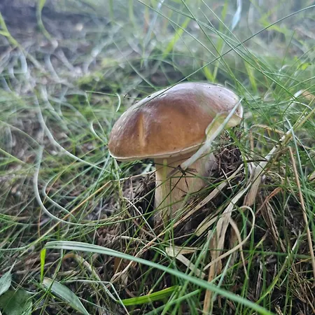 Jagodowy Ski&spa Delux Z Widokiem Na Gory,4km Od Zieleniec Arena Podgrzewany Basen Zewnetrzny Latem,bilard,wi-fi W Cenie Restauracja,balia,sauna Na Miejscu Penzion 3*