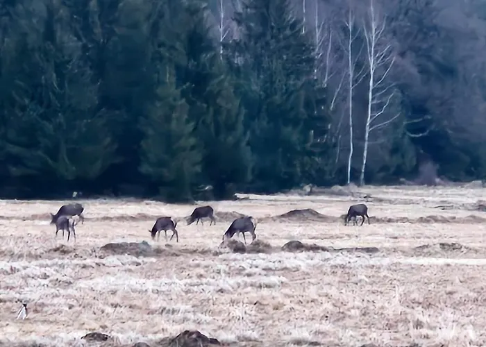 게스트하우스 Jagodowy Ski&spa Delux Z Widokiem Na Gory,4km Od Zieleniec Arena Podgrzewany Basen Zewnetrzny Latem,bilard,wi-fi W Cenie Restauracja,balia,sauna Na Miejscu Lasowka