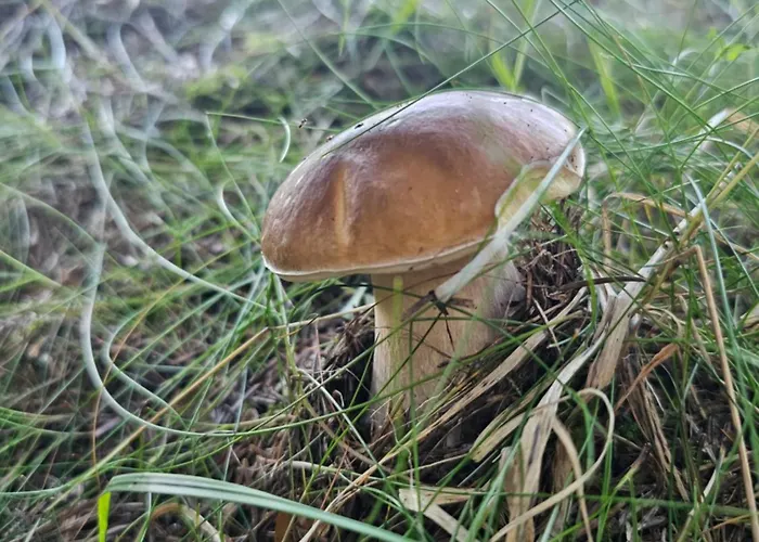 Jagodowy Ski&spa Delux Z Widokiem Na Gory,4km Od Zieleniec Arena Podgrzewany Basen Zewnetrzny Latem,bilard,wi-fi W Cenie Restauracja,balia,sauna Na Miejscu 게스트하우스 3*